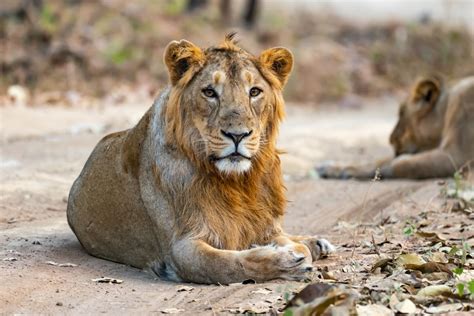 lions in india